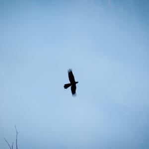 Share Accommodation -  Looking for Share Accommodation 